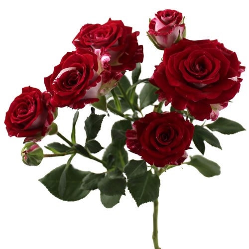 Rose Spray Space Blossoms