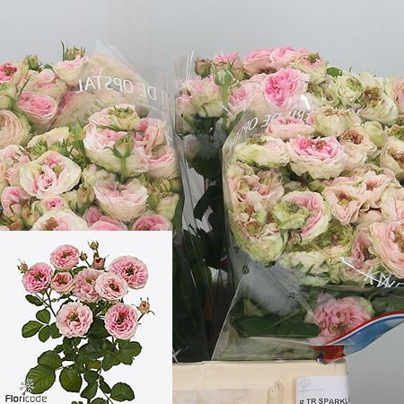 Rose Spray Sparkling Yo-yo