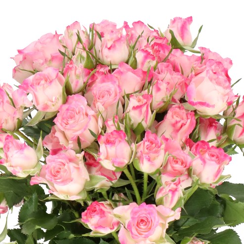 Rose Spray Speaking Blossoms