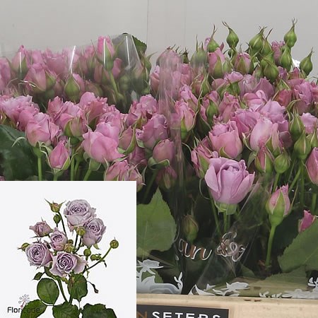 Rose Spray Sterling Sensation