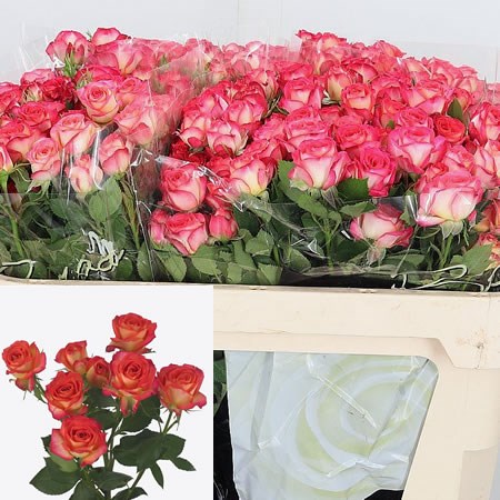 Rose Spray Summer Dance