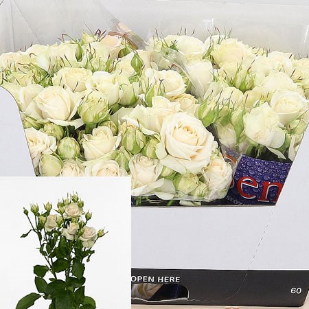 Rose Spray Super Bubbles 60cm | Wholesale Dutch Flowers & Florist ...