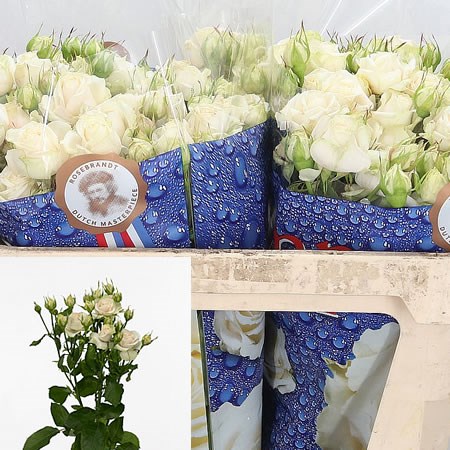 Rose Spray Super Bubbles