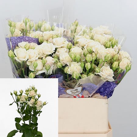 Rose Spray Super Bubbles