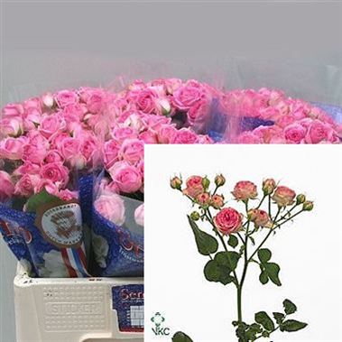 Rose Spray Super Sensation