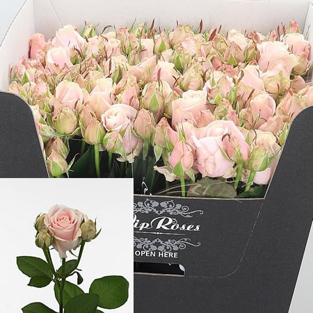 Rose Spray Sweet Avalanche