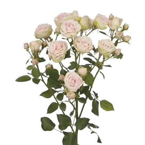 Rose Spray Sweet Blossoms