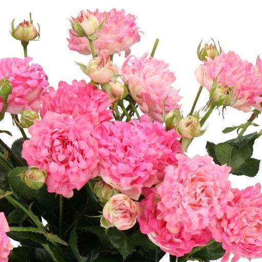 Rose Spray Sweety