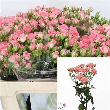Rose Spray Sylvana