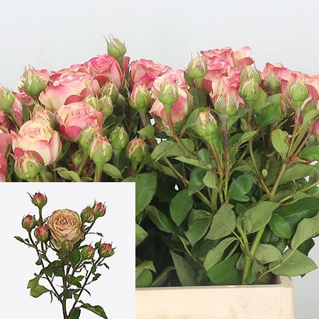 Rose Spray Tabaluga Freelander