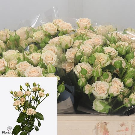 Rose Spray Tanja