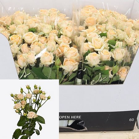 Rose Spray Trinity 60cm | Wholesale Dutch Flowers & Florist Supplies UK