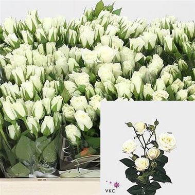 Rose Spray Viviane