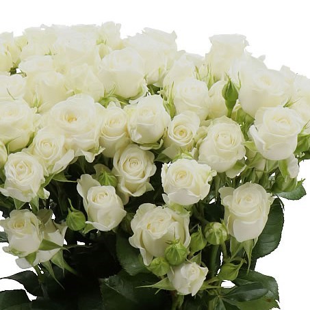 Rose Spray Wedding Party 50cm | Wholesale Dutch Flowers & Florist ...