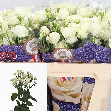 Rose Spray White Bubbles