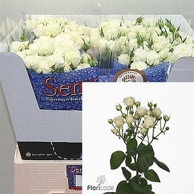 Rose Spray White Bubbles