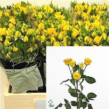 Rose Spray Yellow Babe