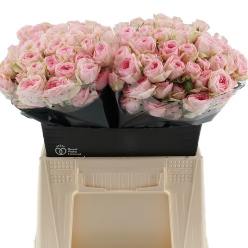 Rose Spray Yvette