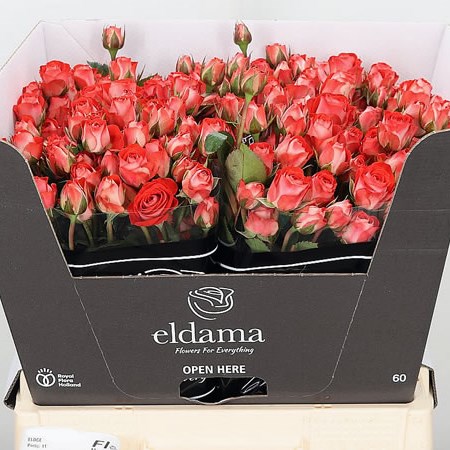 Rose Spray Zadique