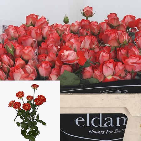 Rose Spray Zadique