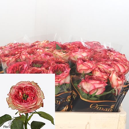Rose Star Trek