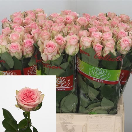 Rose Sudoku 70cm | Wholesale Dutch Flowers & Florist Supplies UK