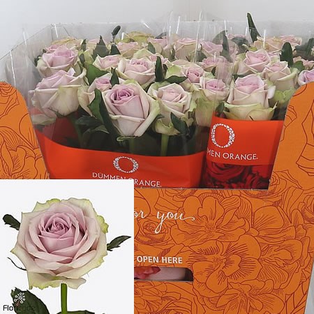 Rose Suez