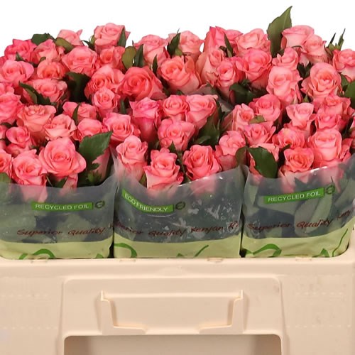 Rose Sugar Plum