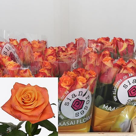 Rose Summertime