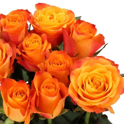 Rose Sunflare