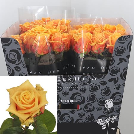 Rose Sunnyside