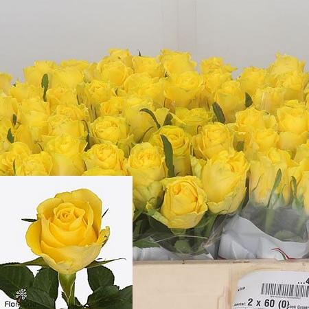 Rose Sunpalace