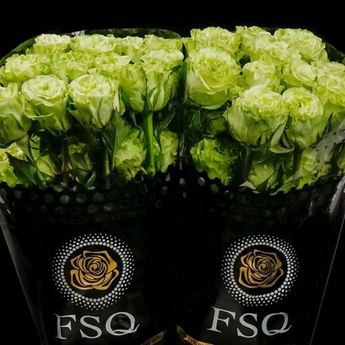 Rose Supergreen (Ecuador Large Heads)