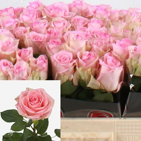Rose Svetlana