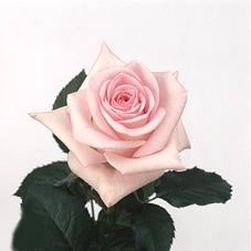 Rose Sweet Akito
