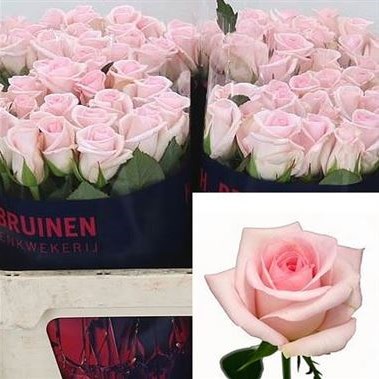 ROSE SWEET AKITO