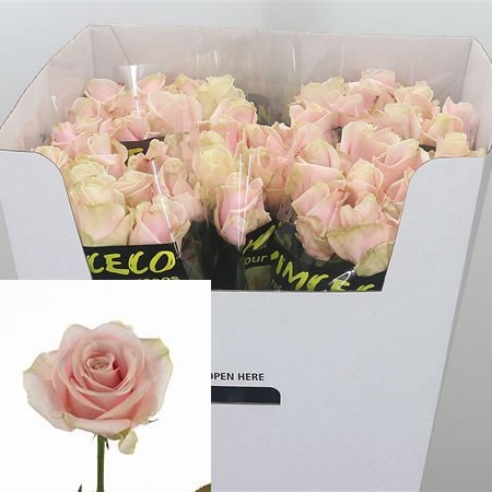 Rose Sweet Avalanche 50cm | Wholesale Dutch Flowers & Florist Supplies UK