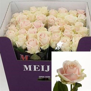 Rose Sweet Avalanche 60cm Wholesale Dutch Flowers Florist