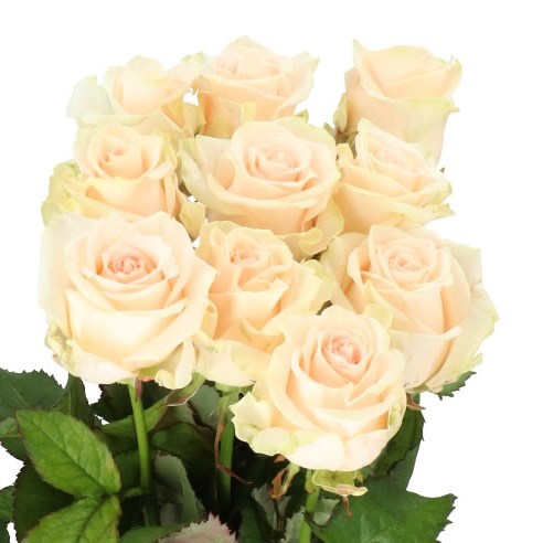 Rose Sweet Caroline