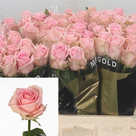 Rose Sweet Dolomiti