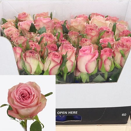Rose Sweet Elegance 60cm | Wholesale Dutch Flowers & Florist Supplies UK
