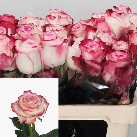 Rose Sweet Garden (Ecuador)