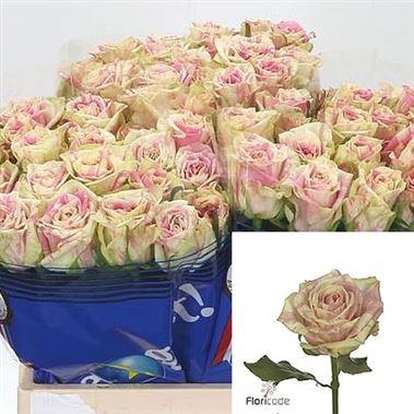 Rose Sweet Harlequin | Wholesale Flowers & Florist Supplies UK
