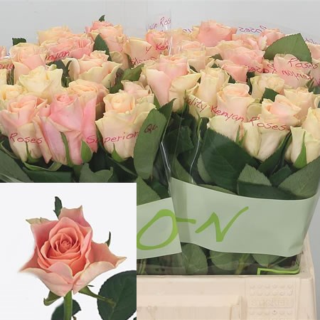 Rose Sweet Tacazzi 50cm | Wholesale Dutch Flowers & Florist Supplies UK