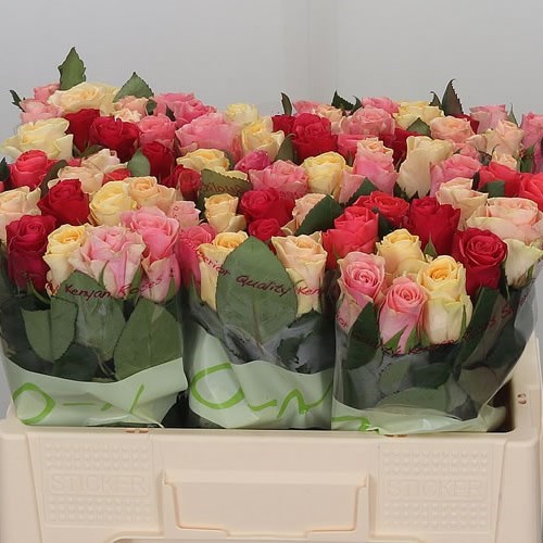 Rose Tacazzi Mix