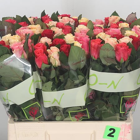 Rose Tacazzi Mix