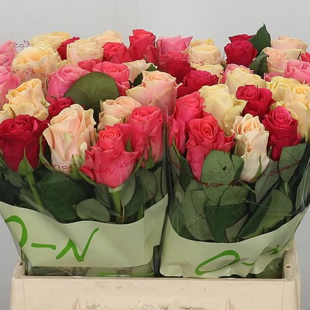 Rose Tacazzi Mix (Small)
