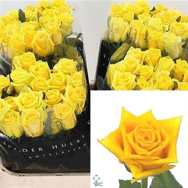 Rose tara