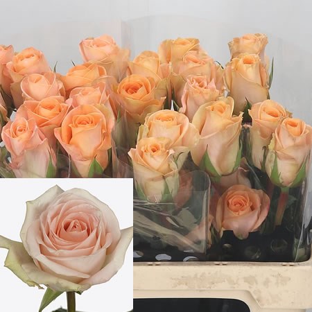 Rose Tiffany 50cm | Wholesale Dutch Flowers & Florist Supplies UK