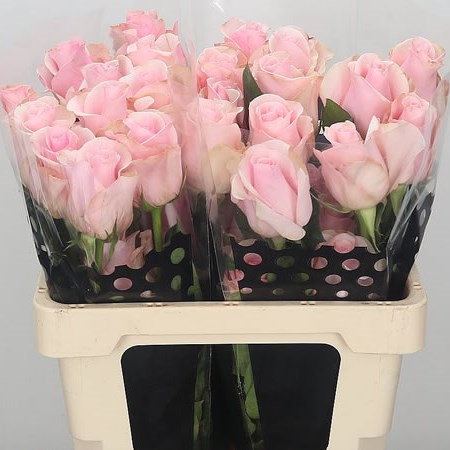 Rose Titanic (Ecuador)